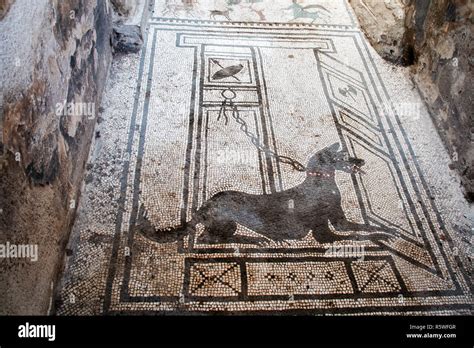 Pompeii Mosaic Dog Hi Res Stock Photography And Images Alamy