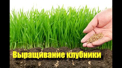 Советы по выращиванию клубники. Часть 1 - YouTube