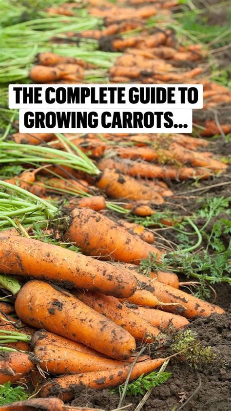 The Complete Guide To Growing Carrots Is Shown In This Image With Text