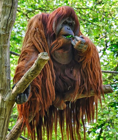 Trailing Normal: Orangutans