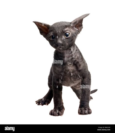 Black Cornish Rex Kitten Isolated On White Stock Photo Alamy