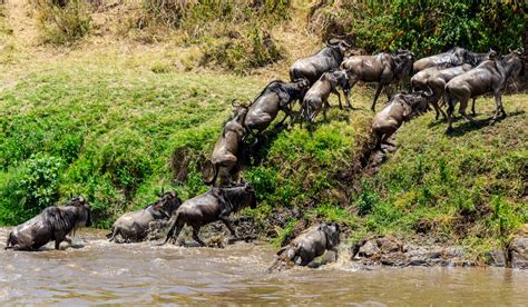Greatest Show On Earth The Serengeti Wildebeest Migration Sene