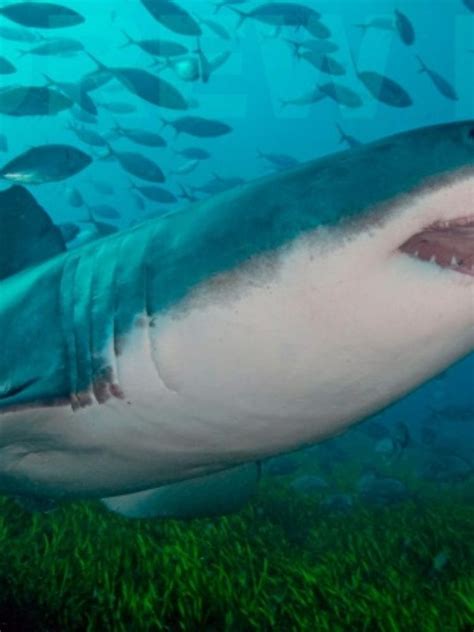Great White Shark Experiences - Dive in Australia
