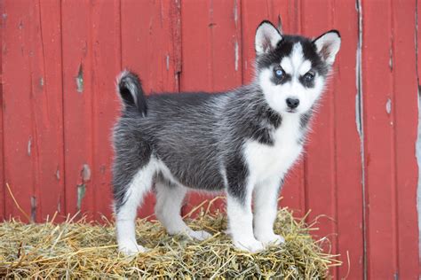 AKC Registered Siberian Husky Puppy For Sale Female Dixie Baltic, Ohio ...