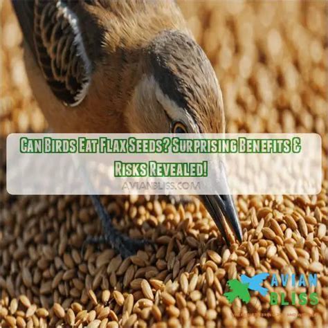 Can Birds Eat Flax Seeds Surprising Benefits Risks Revealed