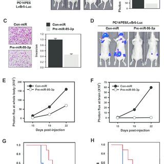 Mir P Inhibits Tumorigenesis And Brain Metastasis Thereby