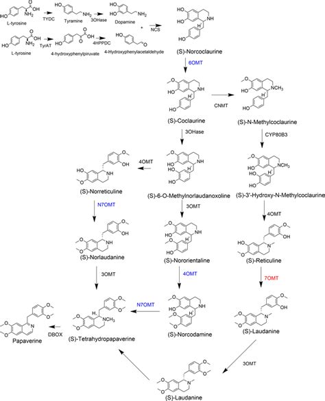 The Two Proposed Biosynthetic Pathways For Papaverine Enzymes In Blue