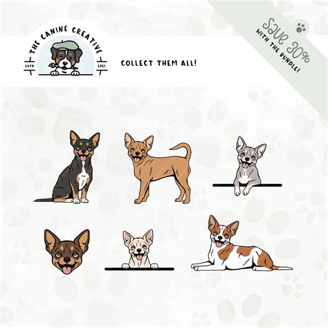 Smooth Coat Chihuahua (Standing Dog Illustration)