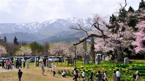 山形県白鷹町でおすすめのお土産4選。地元で人気のお菓子が大集合！ Skyticket 観光ガイド