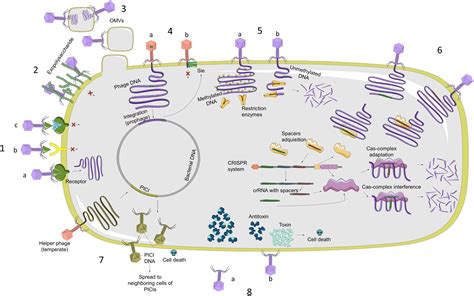 Frontiers Genomic Analysis Of Molecular Bacterial Mechanisms Of