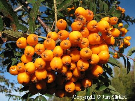 Sorbus aucuparia Xanthocarpa keltamarjapihlaja gulfruktig rönn