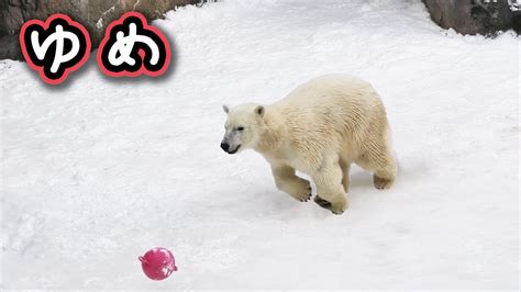 Polar Bear Yume And Pirka｜ホッキョクグマ シロクマ ゆめ ピリカ 旭山動物園 Youtube