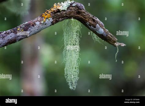 Hanging Black Lichen Hi Res Stock Photography And Images Alamy