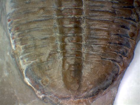 Trilobite ID please? - Fossil ID - The Fossil Forum