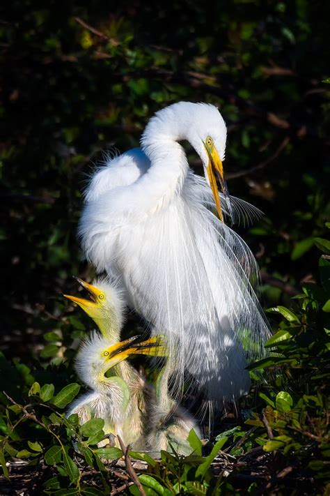 Life At The Nest A Great Egret Preens While Its Chicks Pla Flickr