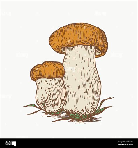 Hand Drawn Penny Bun Boletus Mushrooms Abstract Color Illustration