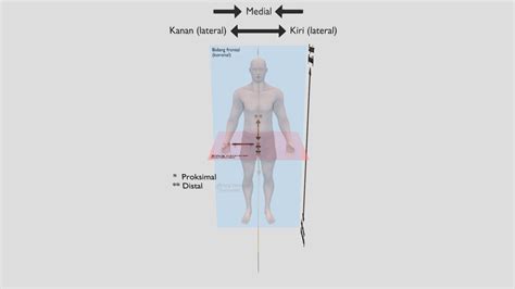 Posisi Anatomi Tubuh D Model By Medimedi Xr Sketchfab