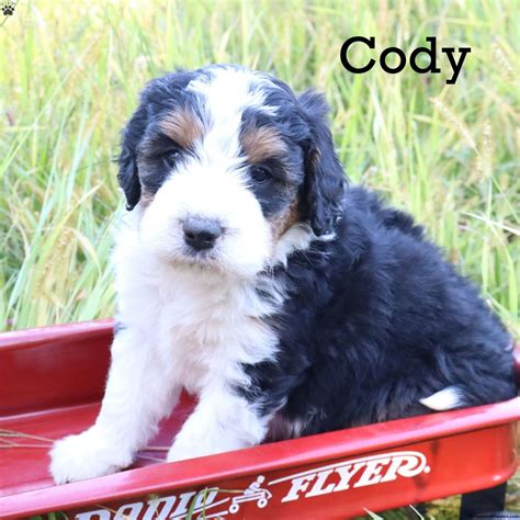 Cody - Bernedoodle Puppy For Sale in Massachusetts