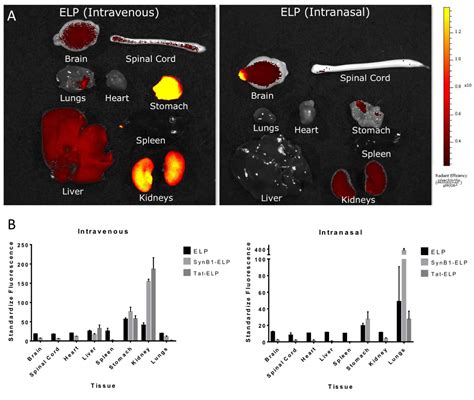 The Use Of Ex Vivo Whole Organ Imaging And Quantitative Tissue