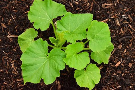 8 Pumpkin Growing Stages [+ Growth Tips!]