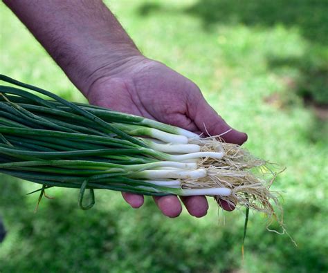 How to harvest onions: expert tips for success | Homes and Gardens