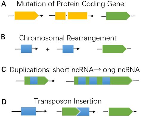 Source of lncRNAs: There are four possible sources of lncRNAs. a The ...