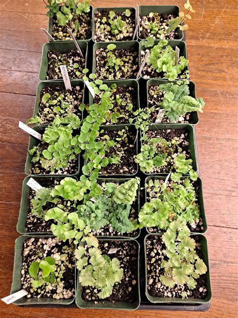 Some of the maidenhair ferns that I germinated from spore. Adiantum cap