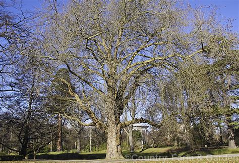 Platanus Acerifolia Photo At Pictures Of Plants Stock Image Library