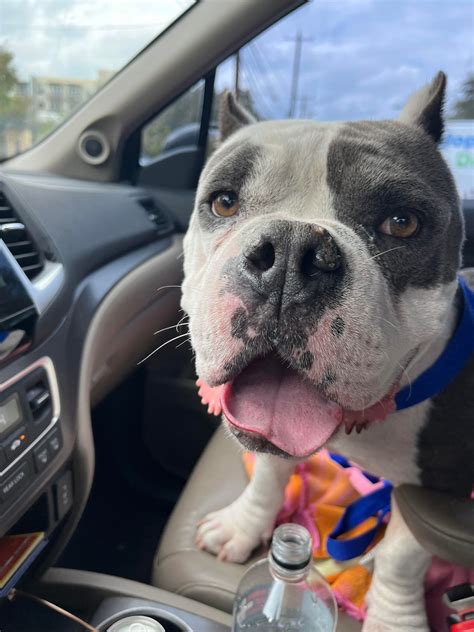 Yorkie rescue organizations are seeing a massive spike in surrenders 4