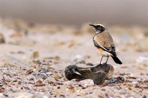 Penny S Hot Birding And Life Catching Up With The Blog