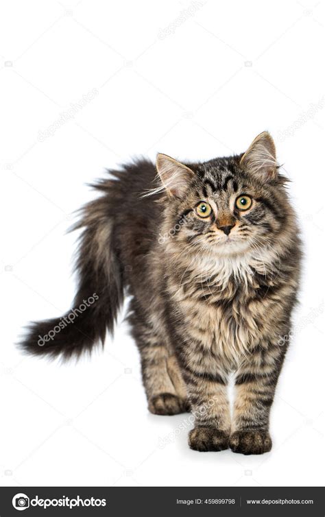 Maine Coon Tabby Mix