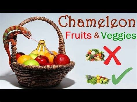 What Kind of Fruits and Vegetables Do Chameleons Eat? | Chameleon food