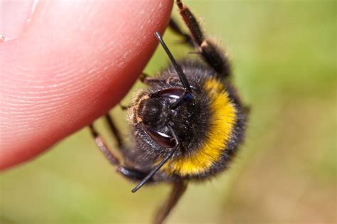 Qué le pasa a tu cuerpo cuando te pica una abeja Explora Univision