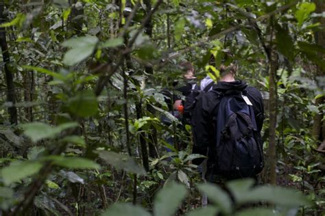 3 Days Chimpanzee Tracking In Kibale Forest National Park