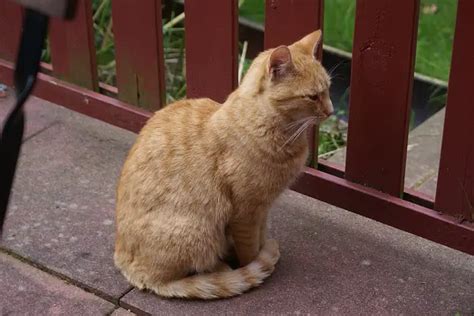 Learn How Your Cat Communicates With Her Tail • Catpointers