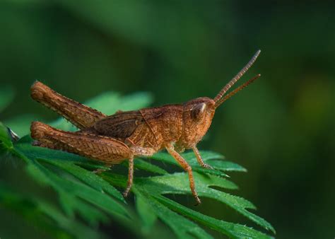 Кобылка | Anton Finevich | Flickr