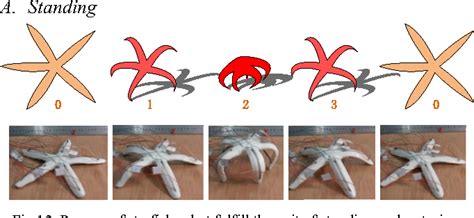 Figure 12 From A New Soft Bionic Starfish Robot With Multi Gaits