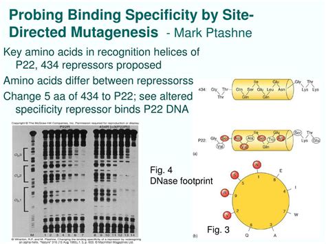 Ppt Chapter 9 Dna Protein Interactions In Bacteria Powerpoint