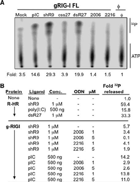 Effects Of Agonists And Antagonists On Rig I Atpase Activity A A