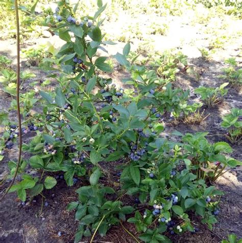 Купить саженцы Голубика Элизабет высокорослая в питомнике. Для сорта ...