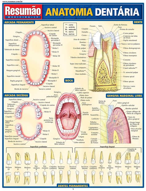 Anatomia Dentes Permanentes - Anatomia Dentária PDF Vincent Perez