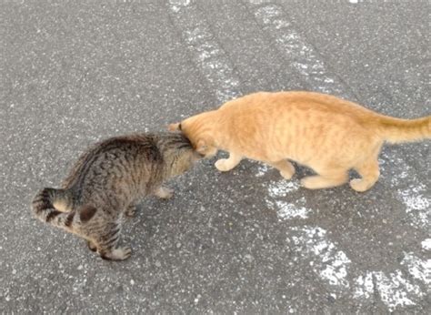 3匹の義兄弟猫のお話（その11） 高齢猫を看取るための保護猫シェルターの設立にご支援をお願いします！（こてつ 2023 02 15 投稿