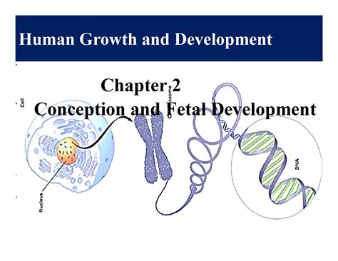 biological beginning fff human growth  development conception