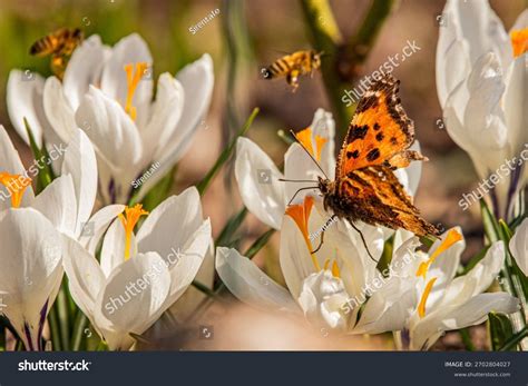 bees butterfly pollinators royalty  images stock