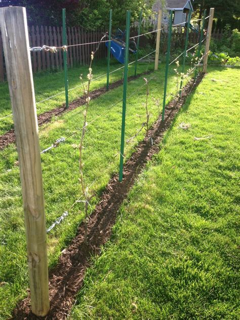 DIY Grape Trellis: A Step-by-Step Guide