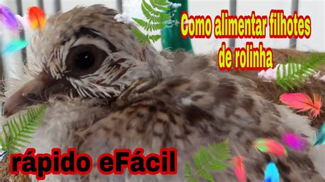 O Que Rolinha Comem - Como alimentar filhote de Rolinha da maneira certa - YouTube
