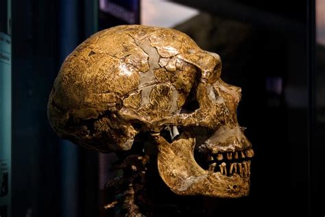 Examining The Role Of Climate In Early Human Migration From Africa