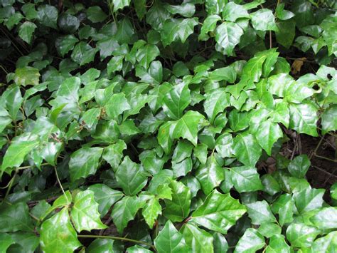 Cissus, una atractiva planta trepadora de color verde
