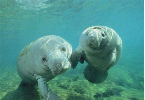 Manatees Homosassa Springs Florida Sjöko Däggdjur Söta Djur