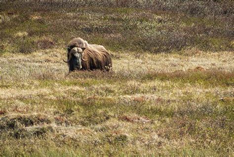 8 wildlife tours in Norway you just shouldn't miss - Routes North